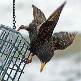 Starling On The Feeder_DSCF00432